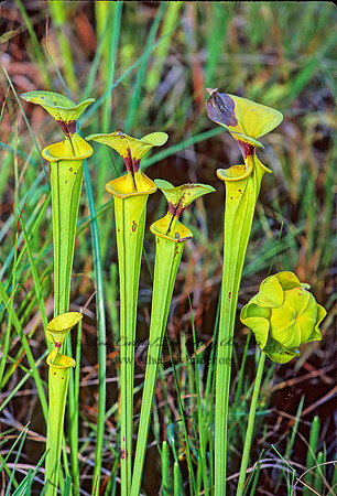 Sarracenia flava -TRUMPET 262911z