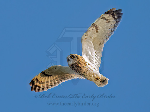 Asio flammeus SHORT-EARED OWL 9091279z