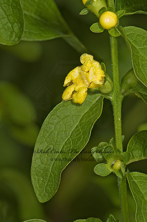Dasistoma macrophylla  MULLEIN FOXGLOVE  5000251z
