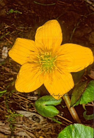 Caltha palustris  MARSH MARIGOLD 241423z