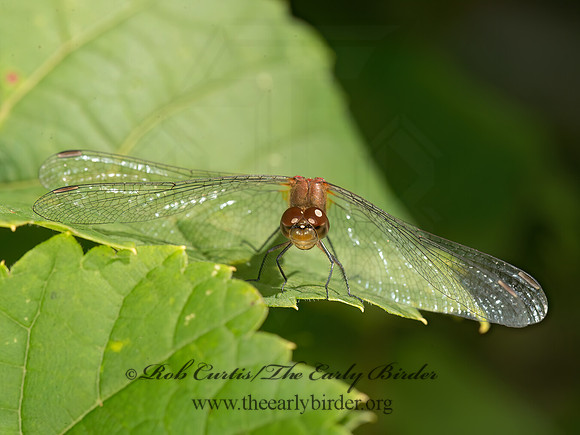 Sympetrum MEADOWHAWK 9040884z