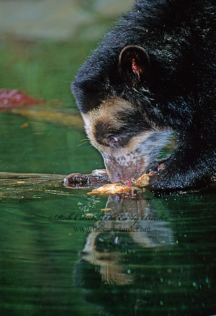 Tremarctos ornatus  SPECTACLED BEAR 79212.1z