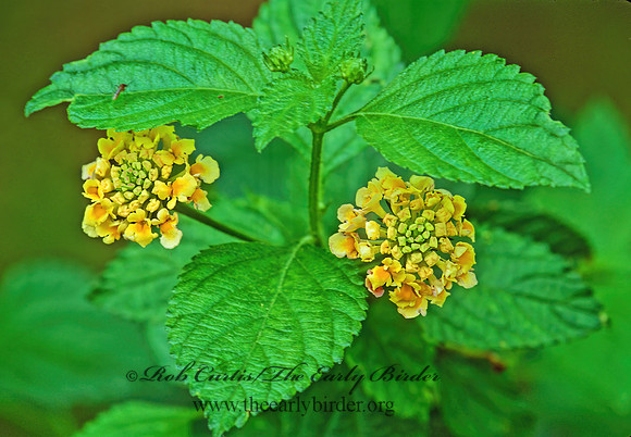 Lantana camara  WEST INDIAN LANTANA 185029z
