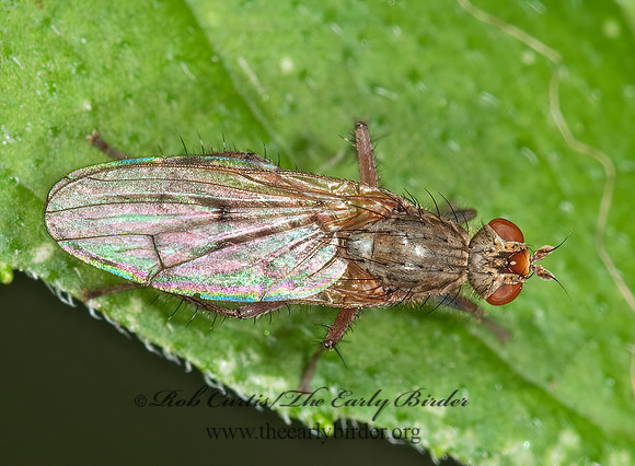 Scathophaga  DUNG FLY 3010159z