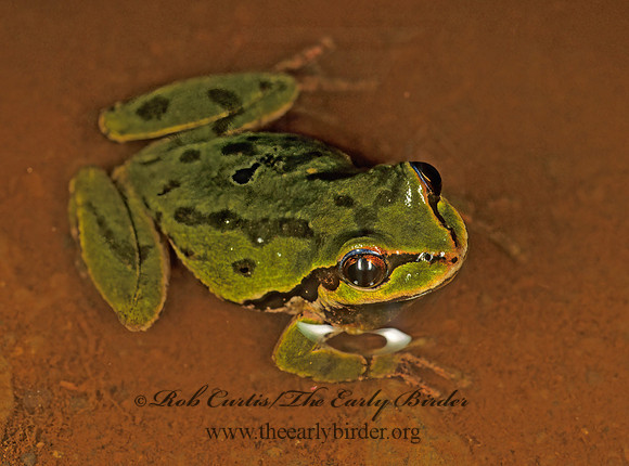Pseudacris regilla  PACIFIC TREE FROG 149335 z