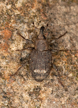 Bagous planatus  WHITE-BANDED WEEVIL 3016316z