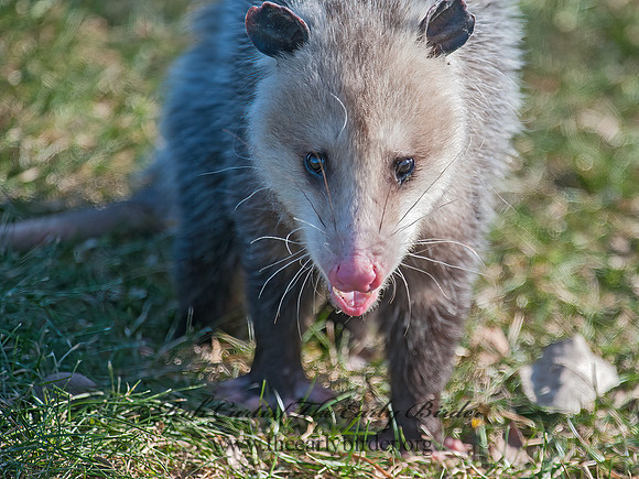 Didelphis virginiana  VIRGINIA OPOSSUM 8035263z