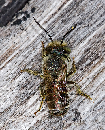 Megachile (Eutricharaea) rotundata 6011189z