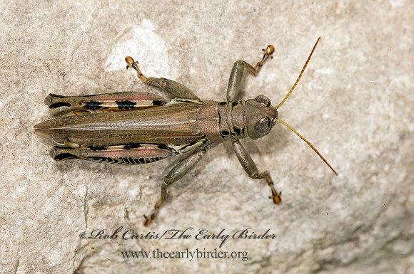 Melanoplus differentialis  DIFFERENTIAL GRASSHOPPER 8023459z