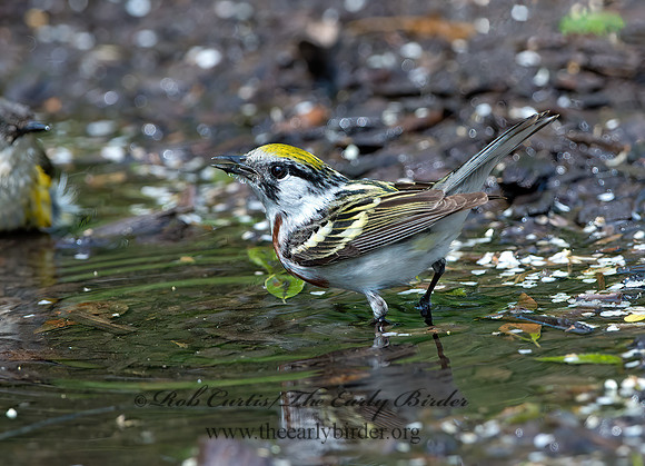 Setophaga pennsylvanica  CHESTNUT-SIDED WARBLER 9046213z