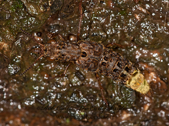 Ontholestes cingulatus  STAPHYLINI ROVE BEETLE 3013493z
