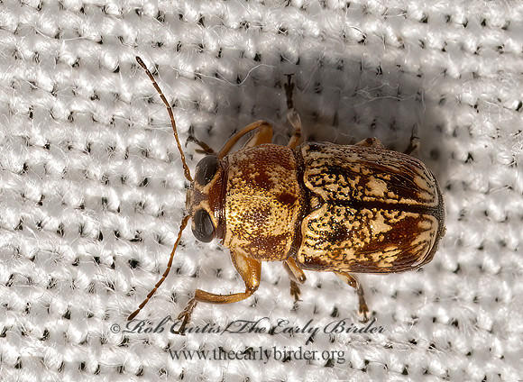 Pachybrachis 4  SCRIPTURED LEAF BEETLE 3033293z
