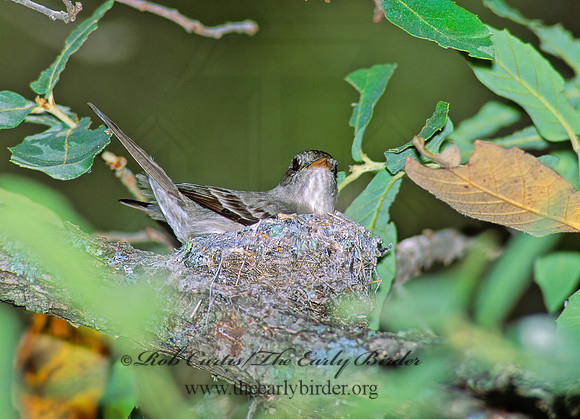 Contopus sordidulus  WESTERN WOOD PEWEE 95412z