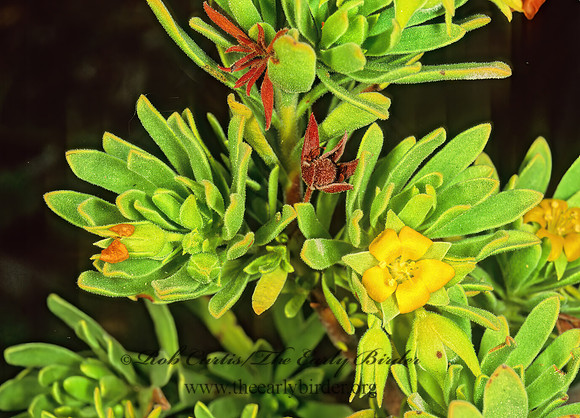 Suriana maritima  BAY CEDAR 249019z