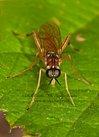 Xylomya pallidifemur  XYLOMYID FLY 3003056z