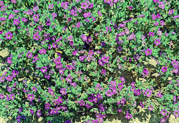 Nama demissum  PURPLE MAT 71311z