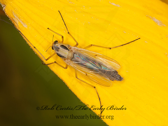 Chironomus,Camptochironomus  CHIRONOMINI  MIDGE 3014747z