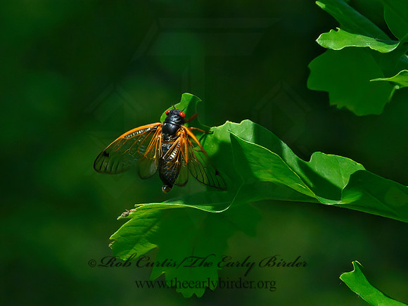 Magicicada cassinii  CASSIN'S PERIODICAL CICADA 3021415z