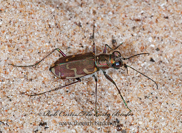 Cicindela repanda 7015116z