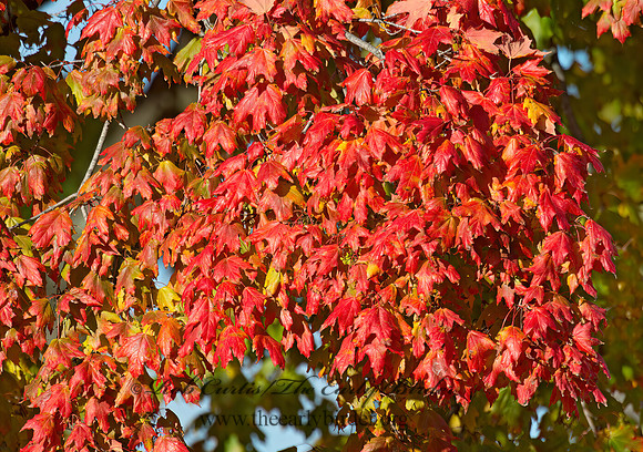 Acer rubrum  RED MAPLE 9006229z