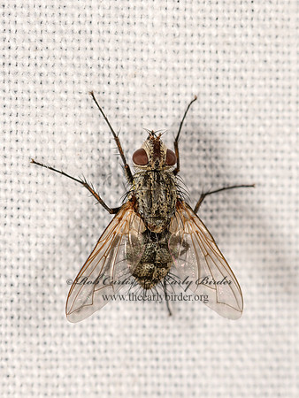 Dexiini  TACHINID FLY 3023669z