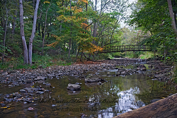 CREEK 8018488z