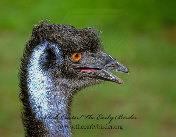 Dromaius novaehollandiae  EMU 275514z