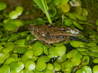 Paratettix cucullatus 6009723z