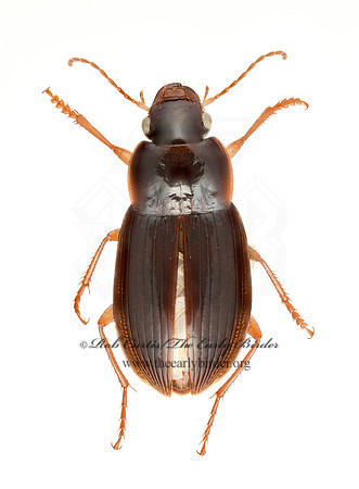 Notiobia nitidipennis  HARPALINI GROUND BEETLE 9020428  z