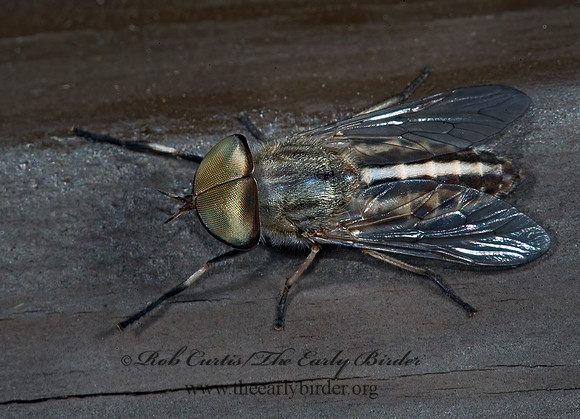 Tabanus lineola HORSE FLY 5014367z