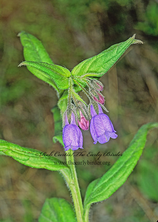 Mertensia paniculata  NORTHERN BLUEBELL 242516z