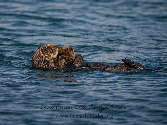 Enhydra lutris nereis  SOUTHERN SEA OTTER 9057960z