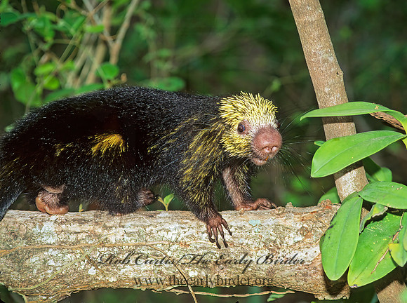 Coendou prehensilis  PREHENSILE TAIL PORCUPINE 197920z