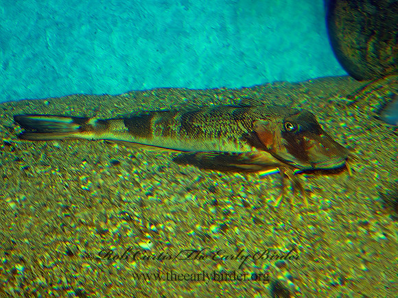 Prionotus carolinus  SEA ROBIN 9031398z