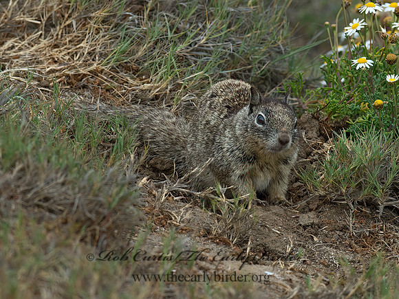 Otospermophilus beecheyi  CALIFORNIA GROUND SQUIRREL 9055579z