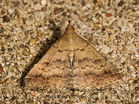 Tetanolita floridana  FLORIDA TETANOLITA 8017494z