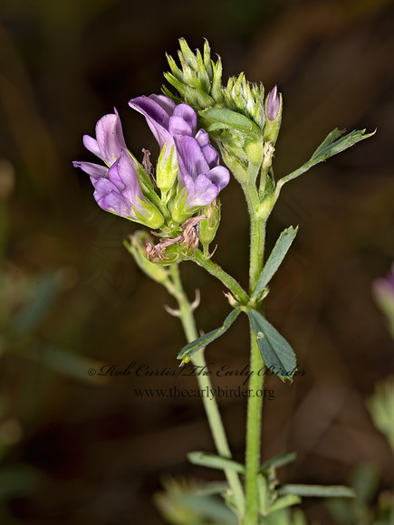 Medicago sativa  ALFALFA 3023264z
