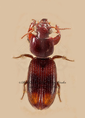 Paraclivina bipustulata 9016268z