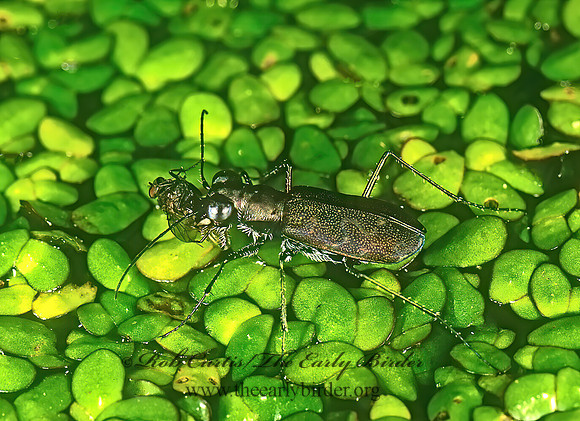Cincindela trifasciata 260831z