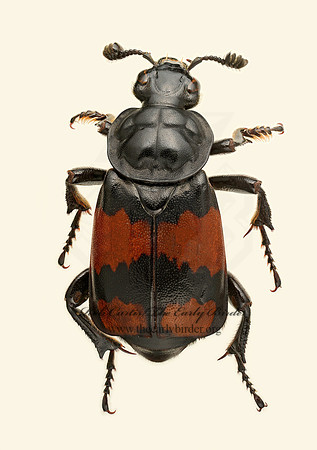 Nicrophorus vespiliodes 9020313z