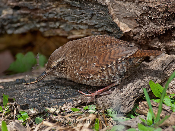 Troglodytes hiemalis  WINTER WREN 8033949z