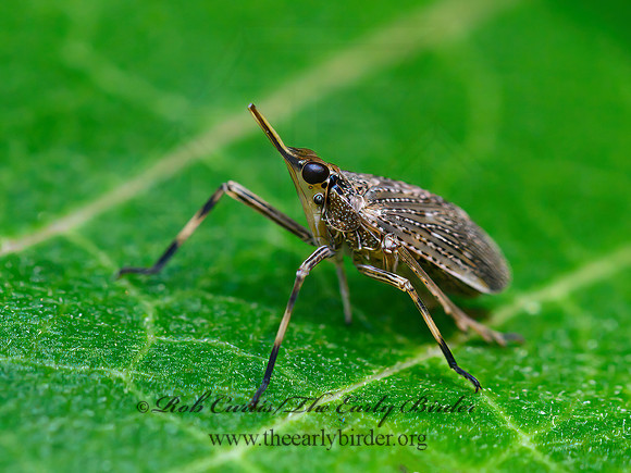Scolops  DICTYOPHARID PLANTHOPPER 1304464z