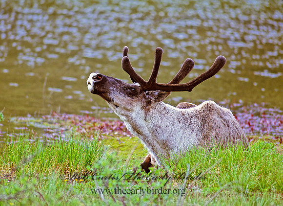 Rangifer tarandus  CARIBOU 235932z