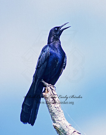 Quiscalus major  BOAT-TAILED GRACKLE 255119z