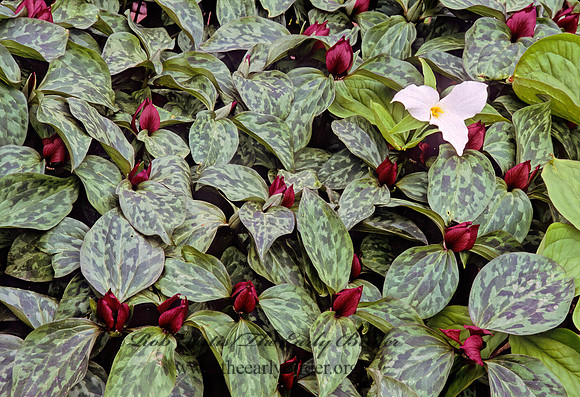 Trillium recurvatum  PRAIRIE TRILLIUM 265207 z