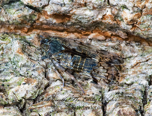 Xenoliarus placitus  CIXIID PLANTHOPPER 5009363z