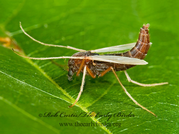 Hyporhygma quadripunctatum  CHIRONOMINI MIDGE 5011801 grp~z