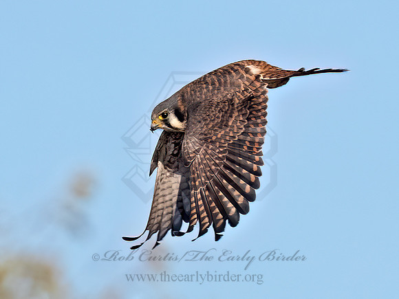 Falco sparverius AMERICAN KESTREL 9092078z