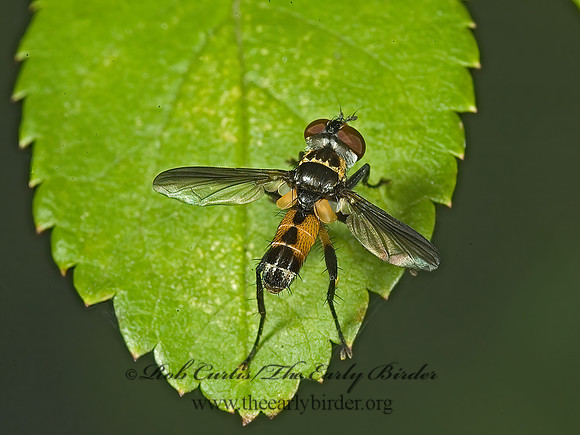 Xanthomelanodes  GYMNOSOMATINI TACHINID FLY 5014882z