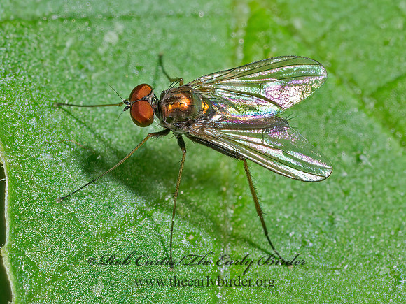 Chrysotus spectabilis LONGLEGGED FLY 9090358z
